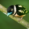 Lobos zlutocerny - Eurylaimus ochromalus - Black-and-yellow Broadbill o7121